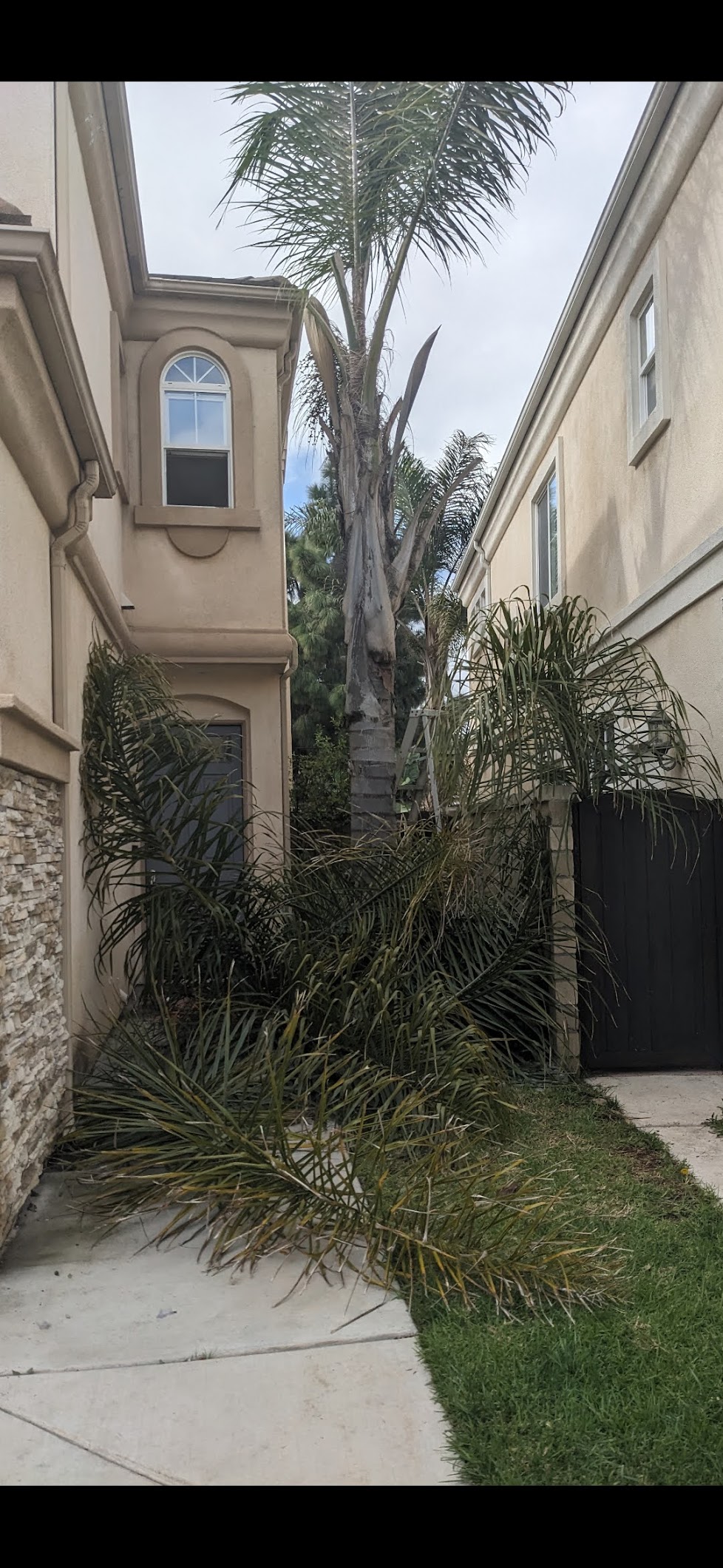 Dead palm fronds on pathway