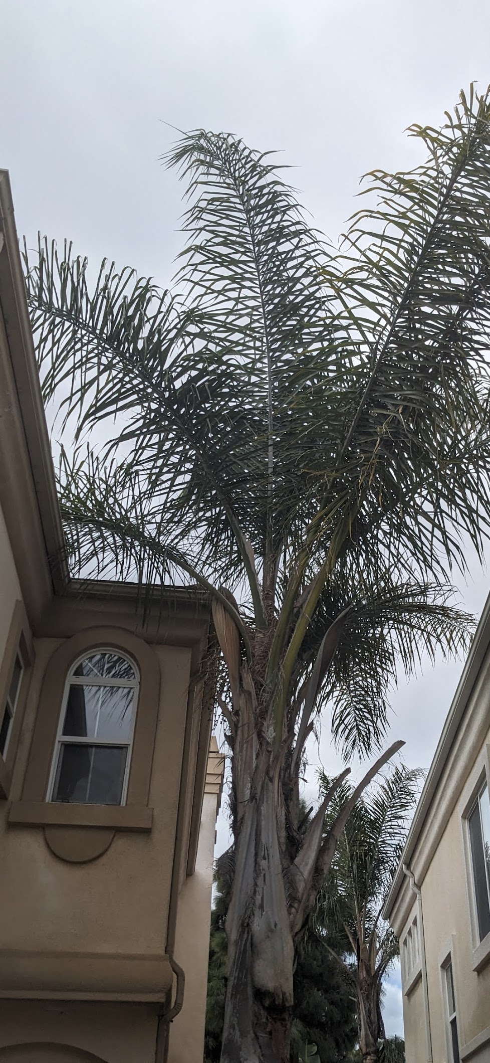 Overgrown tree blocking light